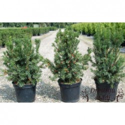 Vidējā īve ,,Hicksii,,- Taxus media. 2l kont., stāds 50cm.