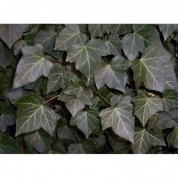 Baltijas Efeja - Hedera helix