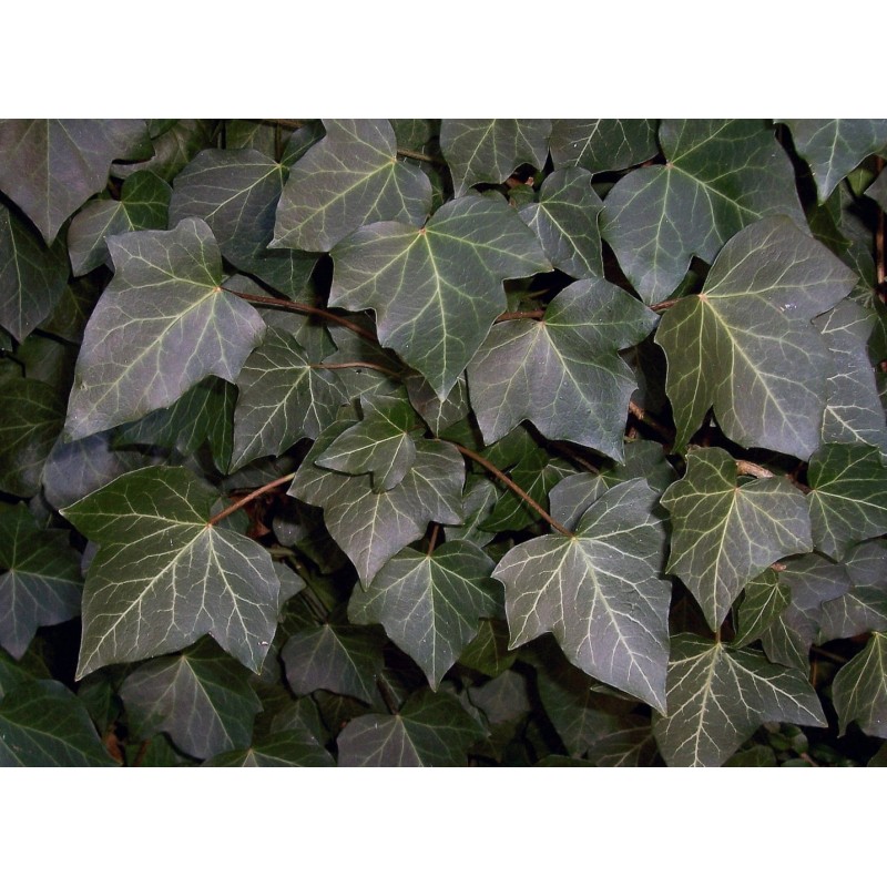 Baltijas Efeja - Hedera helix