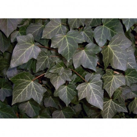 Baltijas Efeja - Hedera helix