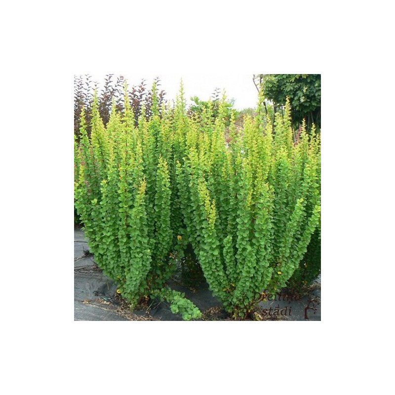 Tunberga bārbele ,,Erecta,,- Berberis thunbergii. 2l kont., stāds 20-40cm.