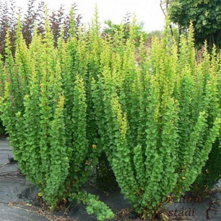 Tunberga bārbele ,,Erecta,,- Berberis thunbergii. 2l kont., stāds 20-40cm.
