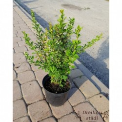 Tunberga bārbele ,,Erecta,,- Berberis thunbergii. 2l kont., stāds 20-40cm.