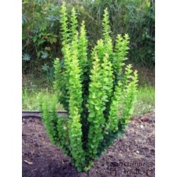 Tunberga bārbele ,,Erecta,,- Berberis thunbergii. 2l kont., stāds 20-40cm.