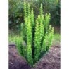 Tunberga bārbele ,,Erecta,,- Berberis thunbergii. 2l kont., stāds 20-40cm.
