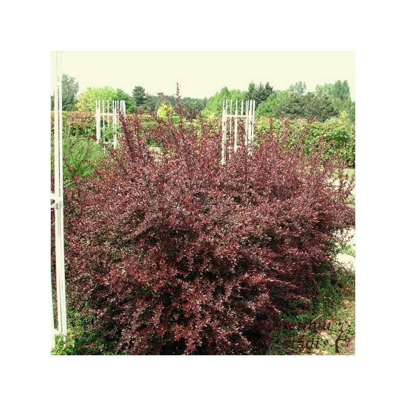 Tunberga bārbele ,,Red Chief,,- Berberis thunbergii. 2l kont., stāds 20-40cm.