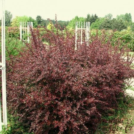 Tunberga bārbele ,,Red Chief,,- Berberis thunbergii. 2l kont., stāds 20-40cm.