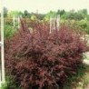 Tunberga bārbele ,,Red Chief,,- Berberis thunbergii. 2l kont., stāds 20-40cm.