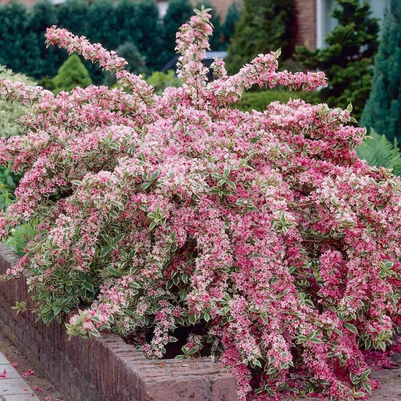 Krāšņā veigela ,,Variegata,,- weigela florida,,Variegata,,.
