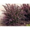 Tunberga bārbele ,,Red Chief,,- Berberis thunbergii. 2l kont., stāds 20-40cm.