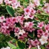 Krāšņā veigela ,,Variegata,,- weigela florida,,Variegata,,.