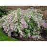 Krāšņā veigela ,,Variegata,,- weigela florida,,Variegata,,.