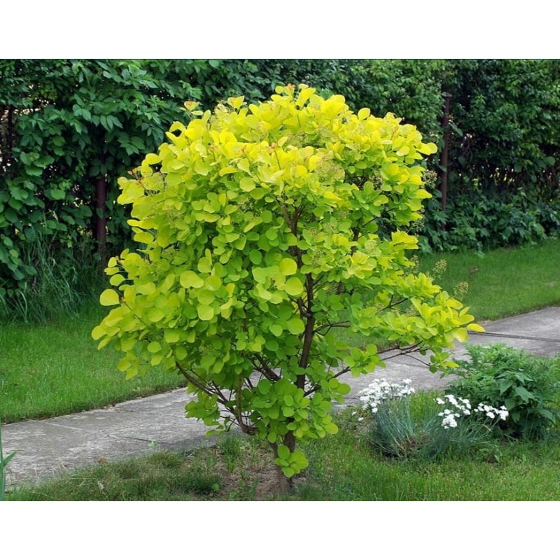Parūkkoks ,,Golden Spirit,,- cotinus coggyria ,,Golden Spirit,,- C2 kont.