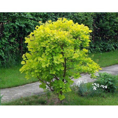 Parūkkoks ,,Golden Spirit,,- cotinus coggyria ,,Golden Spirit,,- C2 kont.