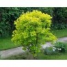 Parūkkoks ,,Golden Spirit,,- cotinus coggyria ,,Golden Spirit,,- C2 kont.