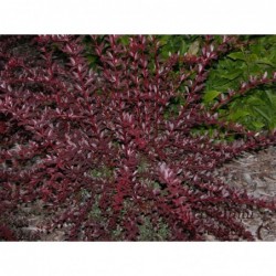 Tunberga bārbele ,,Red Chief,,- Berberis thunbergii. 2l kont., stāds 20-40cm.