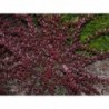 Tunberga bārbele ,,Red Chief,,- Berberis thunbergii. 2l kont., stāds 20-40cm.