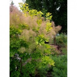 Parūkkoks ,,Golden Spirit,,- cotinus coggyria ,,Golden Spirit,,- C2 kont.