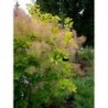 Parūkkoks ,,Golden Spirit,,- cotinus coggyria ,,Golden Spirit,,- C2 kont.
