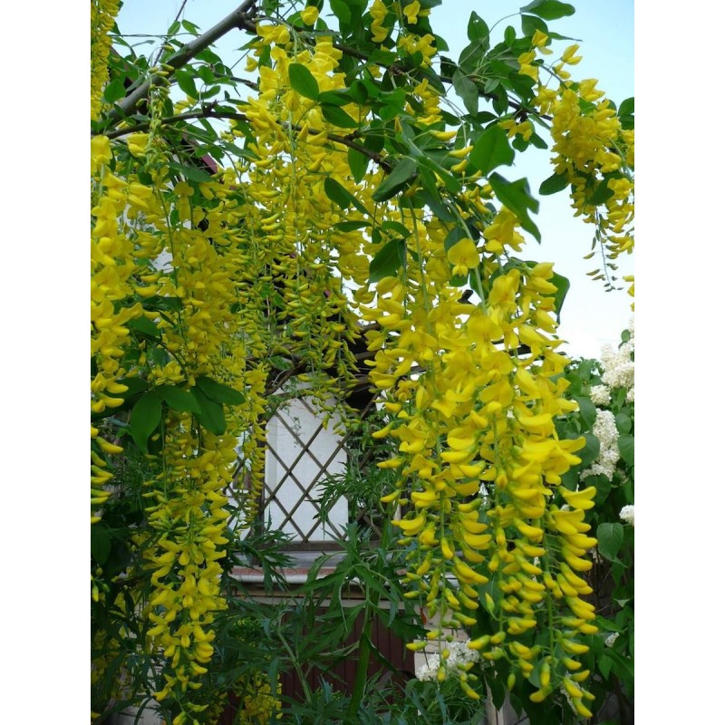 Voterera zeltlietus ,,Vossi,,- laburnum x watereri ,,Vossi,,.