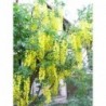 Voterera zeltlietus ,,Vossi,,- laburnum x watereri ,,Vossi,,.