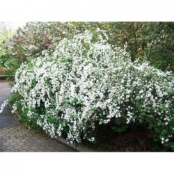 Vanhuta spireja- Spiraea x...