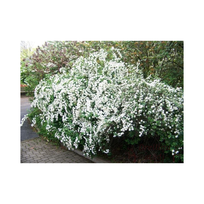 Vanhuta spireja- Spiraea x vanhouttei. 2l kont., stāds 40-60cm.
