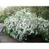 Vanhuta spireja- Spiraea x vanhouttei. 2l kont., stāds 40-60cm.
