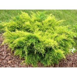 Vidējais kadiķis ,,Old...