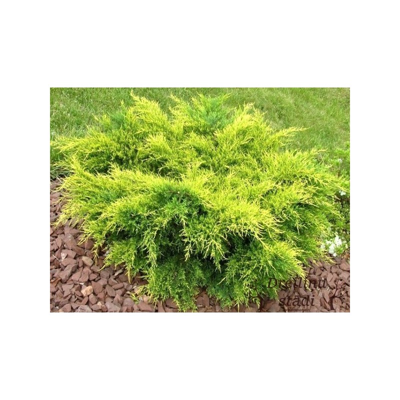 Vidējais kadiķis ,,Old Gold,,- Juniperus x media, stāds 30-50cm.