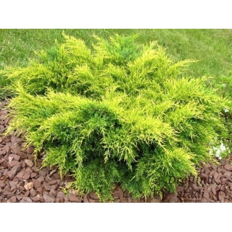 Vidējais kadiķis ,,Old Gold,,- Juniperus x media, stāds 30-50cm.