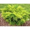 Vidējais kadiķis ,,Old Gold,,- Juniperus x media, stāds 30-50cm.