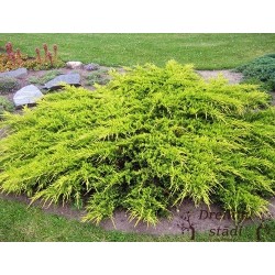 Vidējais kadiķis ,,Old Gold,,- Juniperus x media, stāds 30-50cm.