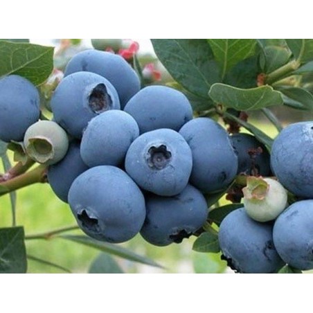 Vēlā krūmmellene ,,Nelson,,- stāds 40-60cm.