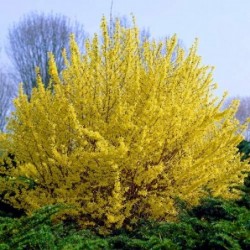 Vidējā forsītija...