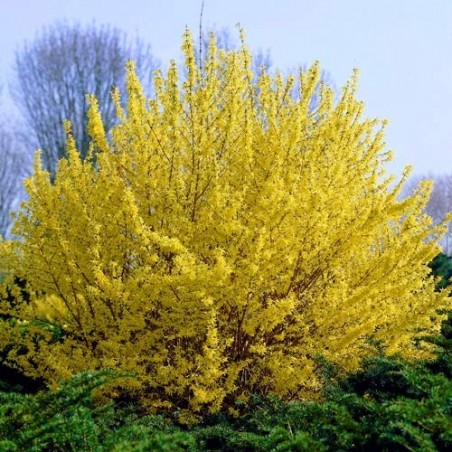 Vidējā forsītija ,,Primulina,,- 40-60cm