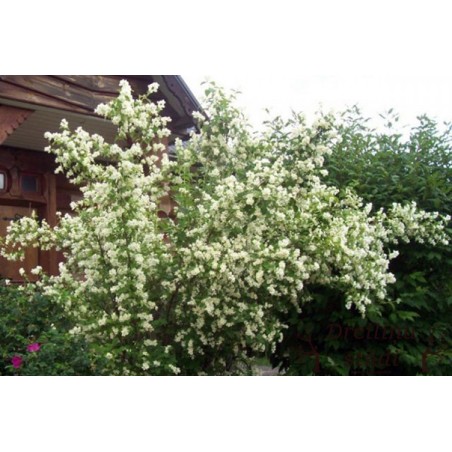 Jasmīns ,,Virginal,,- Philadelphus. 3l kont., stāds 50-70cm.