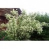Jasmīns ,,Virginal,,- Philadelphus. 3l kont., stāds 50-70cm.