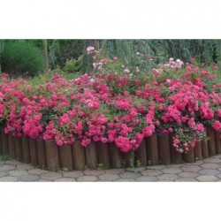 Floribundroze "Marie Curie"