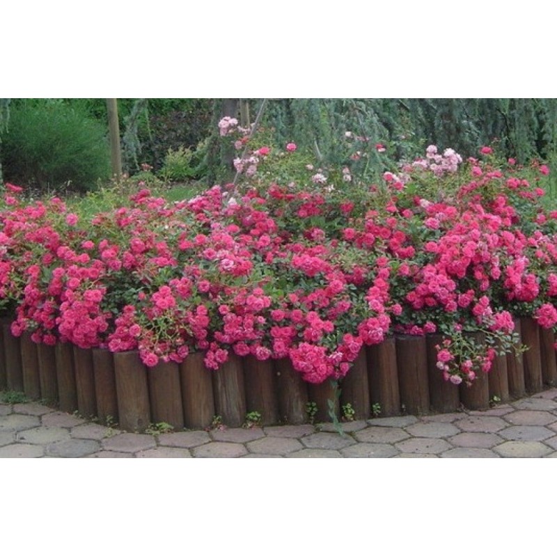 Floribundroze "Marie Curie"