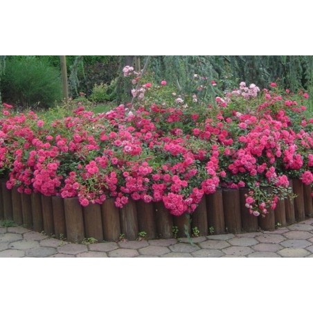 Floribundroze "Marie Curie"