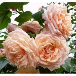 Vīteņroze "Barock"