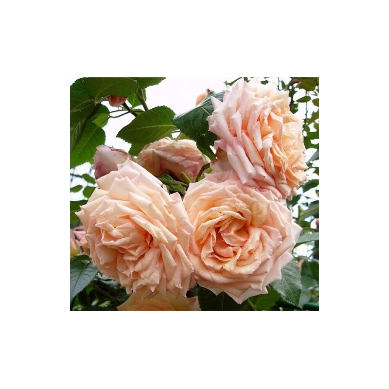 Vīteņroze "Barock"