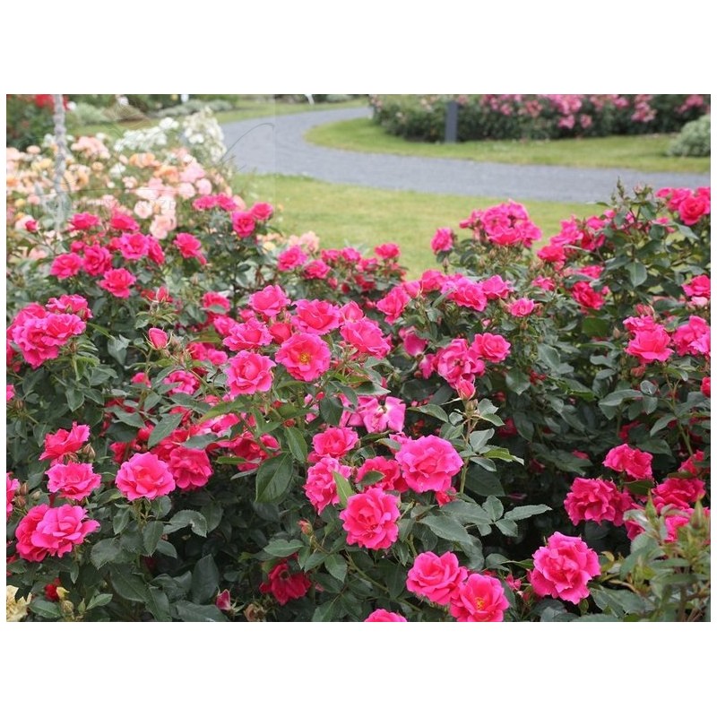 Zemes sedzējroze "Gartenfreude"