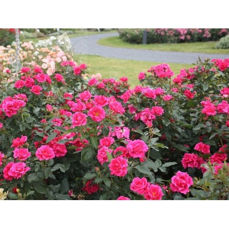 Zemes sedzējroze "Gartenfreude"