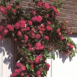 Vīteņroze "Shogun"