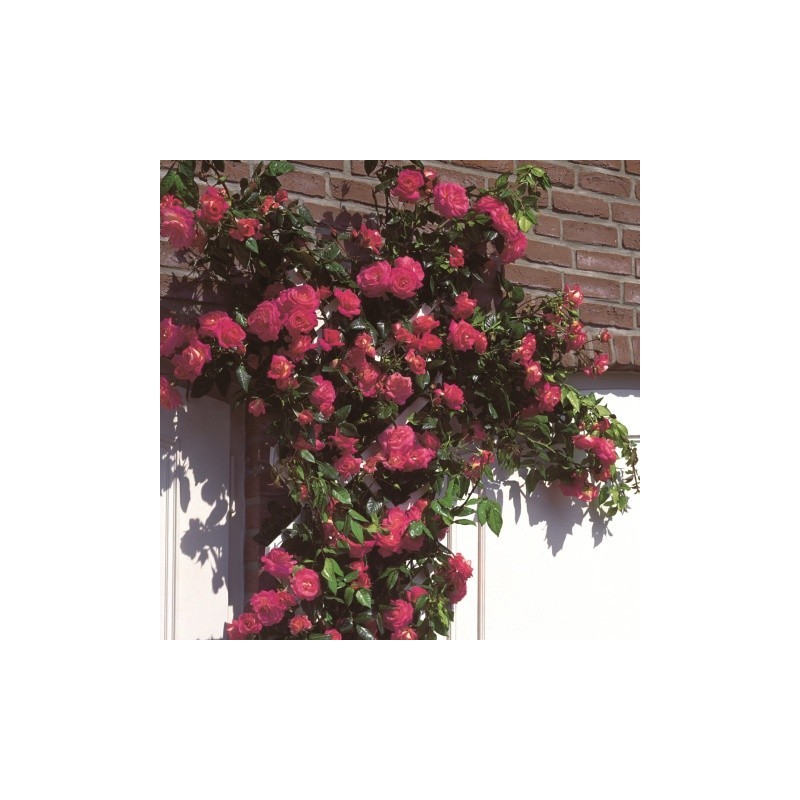 Vīteņroze "Shogun"