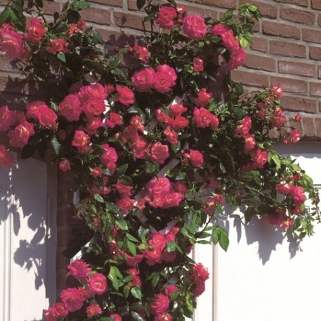 Vīteņroze "Shogun"