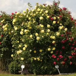 Vīteņroze "Golden Gate"