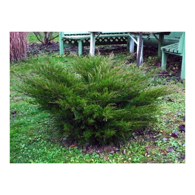 Ficera kadiķis ,,Mint Julep,,- Juniperus pfitzeriana. 2l kont., stāds 20-30cm.